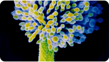 Mould & Mildew