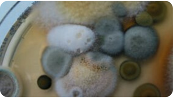 Mould & Mildew